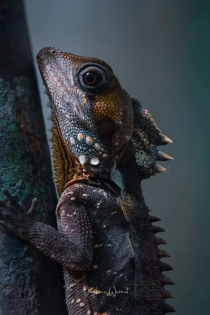 Boyd's forest dragon gripping a mossy trunk in the Far North Queensland rainforest