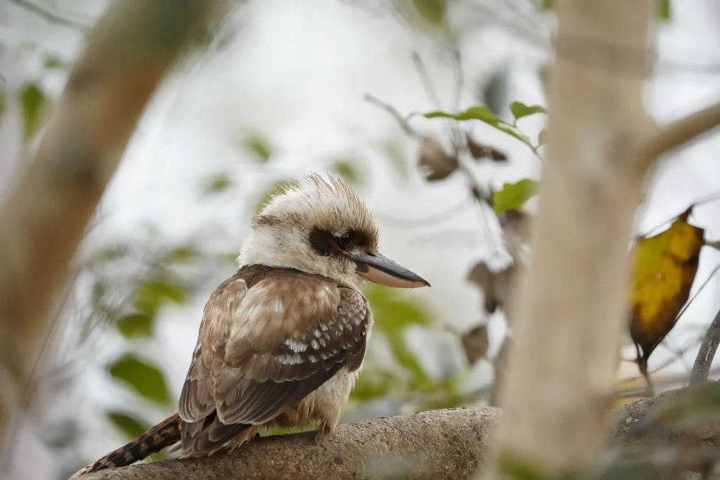Laughing kookaburra perched on a rock, watching the rainforest edge