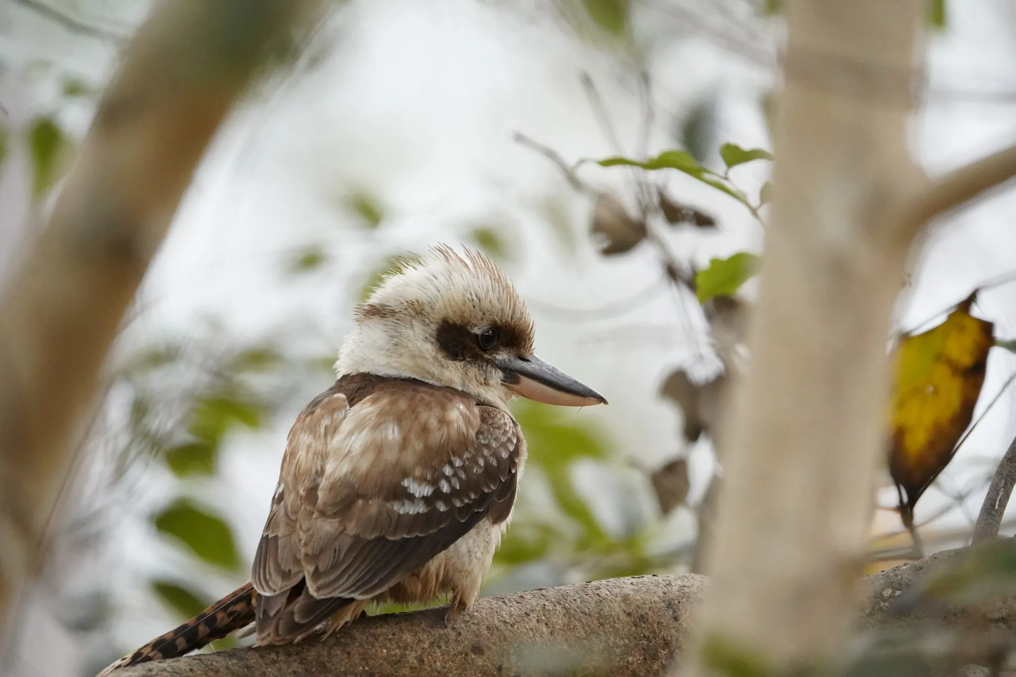 Laughing kookaburra perched on a rock, watching the rainforest edge