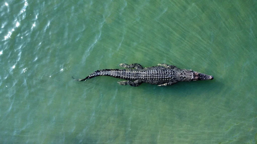 Saltwater crocodile cruising the green shallows of the Daintree River