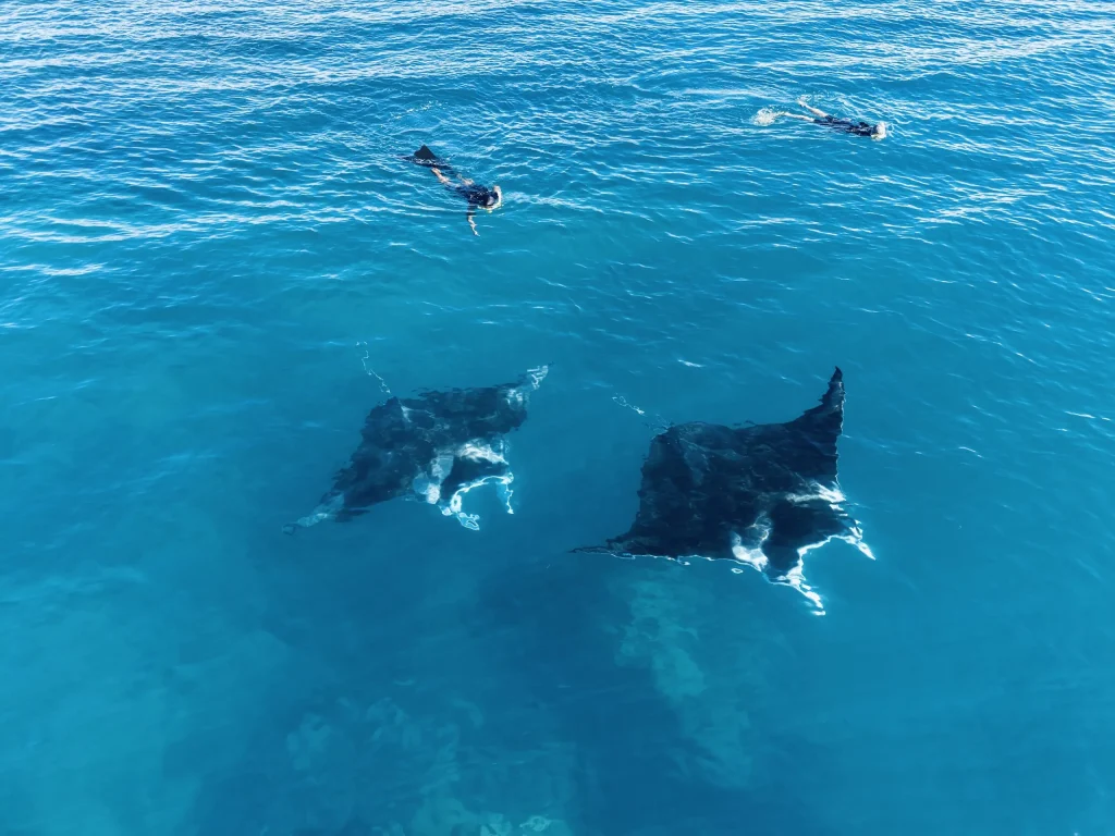 snorkellers-manta-rays-great-barrier-reef Two snorkellers swimming above a pair of manta rays in the blue water of the Great Barrier Reef